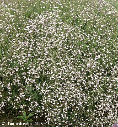 Gypsophila paniculata, morsiusharso